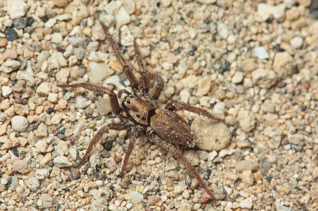 Nomisia cf. exornata - Malta